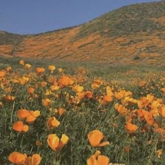 Meet your Posher, Nicole - Picture 1 of 1